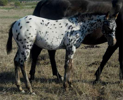 Aqha Color Chart